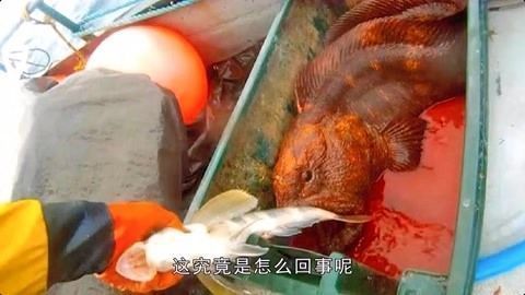 龙鱼不爱游动不吃食怎么回事（龙鱼不爱游动不吃食可能由多种因素引起龙鱼健康的关键）