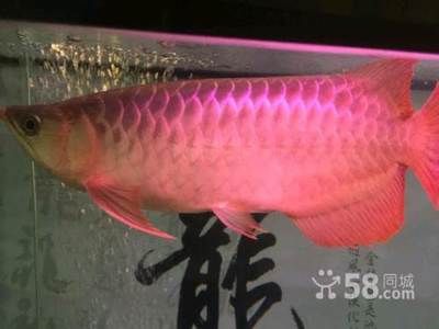 祥龙鱼场有限公司电话 水族馆百科（水族馆加盟） 第4张