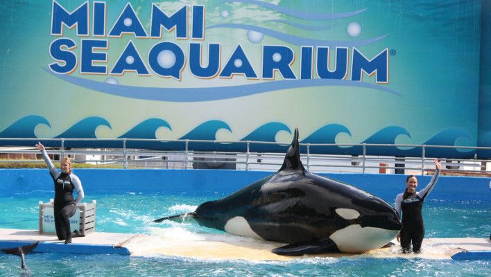 水族馆是做什么的啊英语（水族馆如何教育公众海洋哺乳动物在水族馆的生活） 水族馆百科（水族馆加盟） 第2张