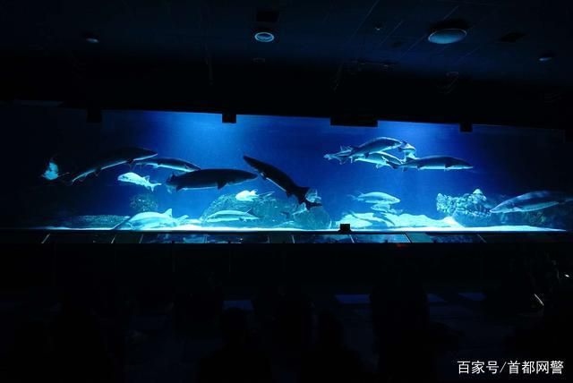 水族馆好玩吗现在还能去吗（上海海洋水族馆是一个适合各个年龄段游客的旅游目的地） 水族馆百科（水族馆加盟） 第2张