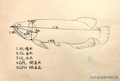 龙鱼怎么画？（龙鱼的绘画技巧包括选择适合你的画材和工具和工具） 龙鱼百科 第3张