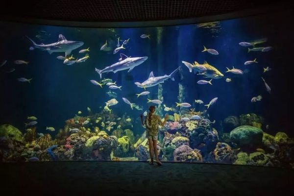 水族馆起名字大全6个字（6个字的水族馆名字：水族馆设计灵感来源,海洋生物展览创意方案） 水族馆百科（水族馆加盟） 第5张