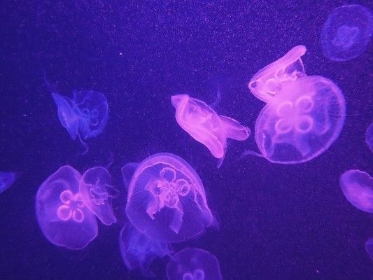 水族馆多少钱（上海水族馆年票购买指南水族馆年票购买指南） 水族馆百科（水族馆加盟） 第2张