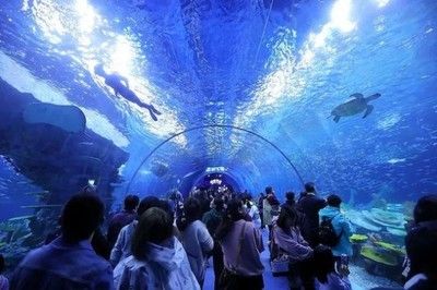 水族馆行业市场竞争现状（中国水族馆行业的市场竞争日益激烈，市场竞争日益激烈） 水族馆百科（水族馆加盟） 第6张