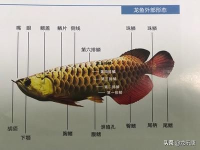 龙鱼常见品种饲养与现状分析图（龙鱼常见品种、饲养方法和现状分析龙鱼养殖水质管理技巧） 龙鱼百科 第4张