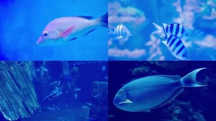 水族馆里鱼的种类图片和介绍视频（水族馆中鱼类的种类及其图片和其图片和介绍视频介绍） 水族馆百科（水族馆加盟） 第5张