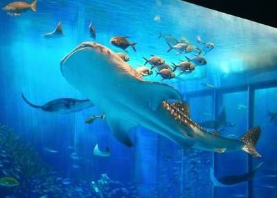 水族馆排名一览表最新（全球十大知名水族馆排名） 水族馆百科（水族馆加盟） 第4张