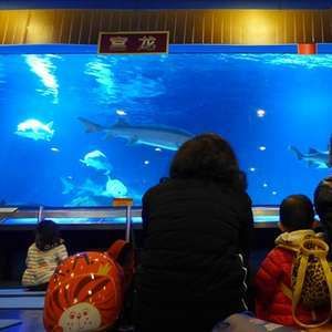 水族馆品牌（水族馆品牌建设） 水族馆百科（水族馆加盟） 第1张