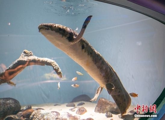 银龙鱼多久长大一点（关于银龙鱼成长的问题） 水族问答 第2张