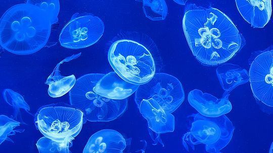 水族馆要门票吗现在（上海海洋水族馆、谢德水族馆、谢德水族馆门票价格优惠政策） 水族馆百科（水族馆加盟） 第3张