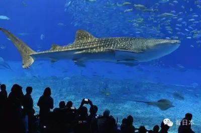 最好的水族馆在哪里（世界上最好的水族馆）