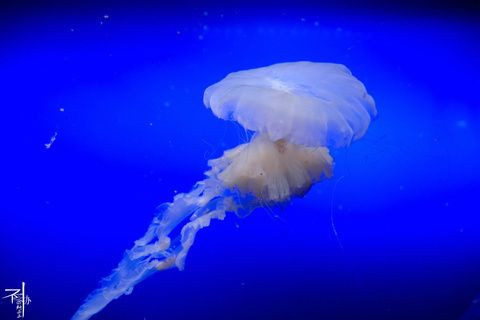 水族馆门牌设计（水族馆门牌设计的重要性） 水族馆百科（水族馆加盟） 第4张