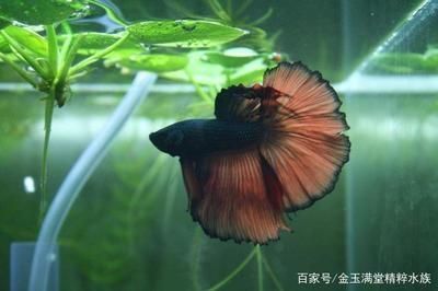 红龙鱼会褪色吗图片（红龙鱼褪色怎么办？） 水族问答 第2张