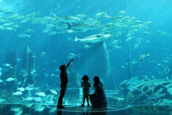 水族馆加盟代理怎么样赚钱的呢（上海水族馆加盟） 水族馆百科（水族馆加盟） 第1张