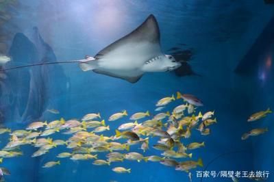 水族馆里面有什么介绍（上海海洋水族馆如何模拟自然环境水族馆的教育活动） 水族馆百科（水族馆加盟） 第1张