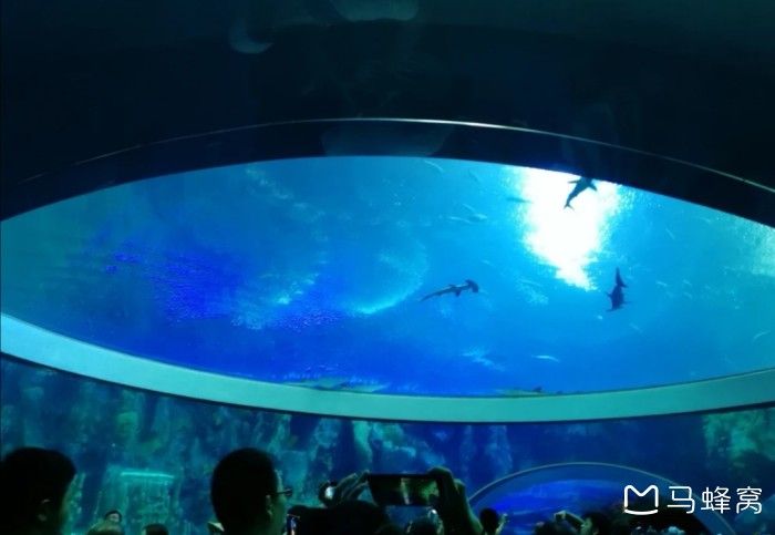 水族馆里面有什么介绍（上海海洋水族馆如何模拟自然环境水族馆的教育活动） 水族馆百科（水族馆加盟） 第5张