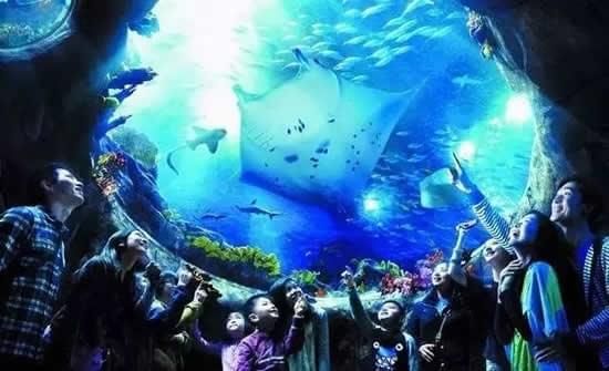 水族馆馆长收入（水族馆馆长的收入受多种因素影响水族馆馆长的收入受多种影响） 水族馆百科（水族馆加盟） 第4张