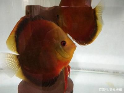 翘嘴鱼和龙鱼（翘嘴鱼和龙鱼是两种常见的观赏鱼） 水族问答 第1张