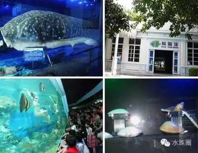 水族馆需要投资多少钱呢（开设水族馆所需投资的详细解析） 水族馆百科（水族馆加盟） 第5张