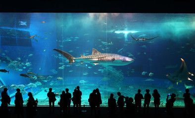 成都有哪些水族馆（成都南湖梦幻岛海洋馆） 水族馆百科（水族馆加盟） 第5张