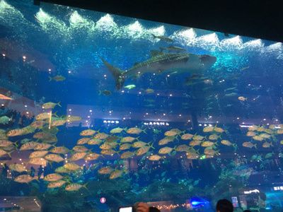 成都有哪些水族馆（成都南湖梦幻岛海洋馆） 水族馆百科（水族馆加盟） 第2张