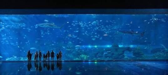 成都有哪些水族馆（成都南湖梦幻岛海洋馆） 水族馆百科（水族馆加盟） 第3张