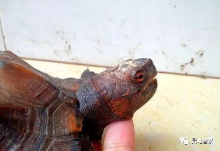 银龙鱼怎么卖出去（银龙鱼的销售技巧） 水族问答 第1张