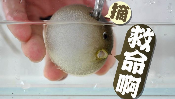 银龙鱼怎么卖出去（银龙鱼的销售技巧） 水族问答 第2张