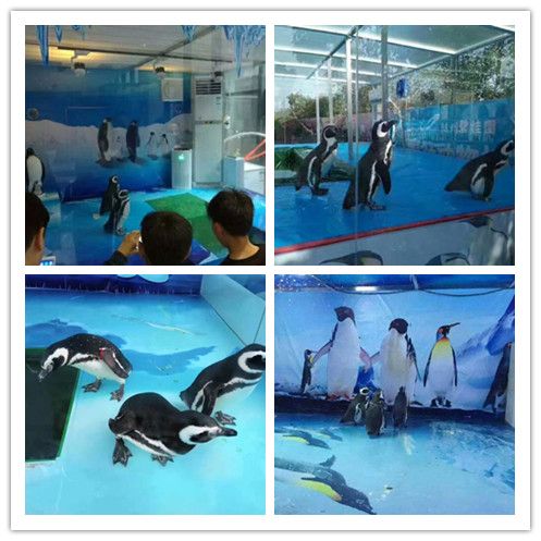 水族馆游玩评价语（关于水族馆游玩评价语的详细信息） 水族馆百科（水族馆加盟） 第3张