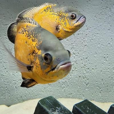 水族馆有啥（水族馆互动体验项目介绍：水族馆互动体验项目介绍） 水族馆百科（水族馆加盟） 第1张