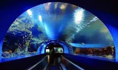 水族馆前景（水族馆前景分析） 水族馆百科（水族馆加盟） 第4张