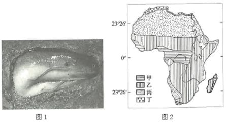 肺鱼在干涸环境中的生存机制（肺鱼在干涸环境中的生存机制主要体现在以下几个方面） 龙鱼百科 第2张