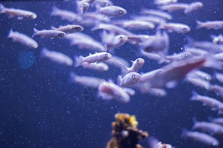 水族馆里的小鱼（世界上最吸引人的水族馆小鱼及其详细介绍：小丑鱼） 水族馆百科（水族馆加盟） 第5张