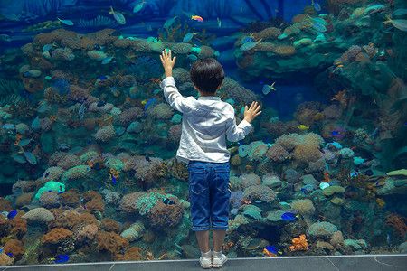 游戏 水族馆 捉鱼（《水族馆》游戏介绍） 水族馆百科（水族馆加盟） 第3张