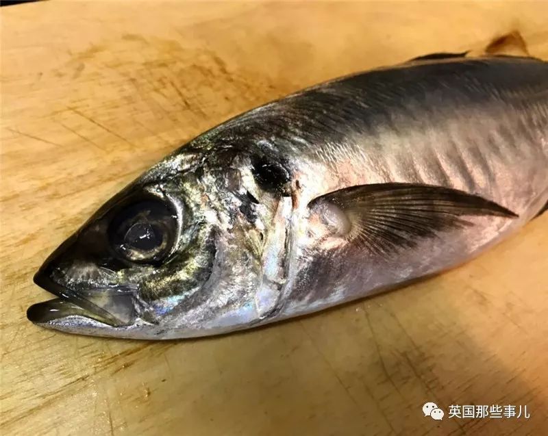 水族馆中的鱼能吃吗（水族馆中的鱼是否能吃） 水族馆百科（水族馆加盟） 第4张