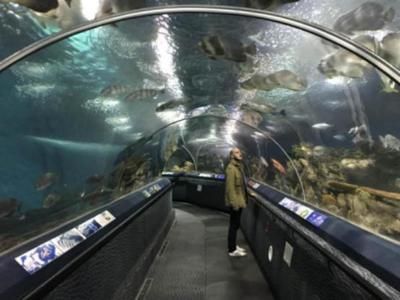 水族馆开店流程怎么写文案（水族馆开店流程） 水族馆百科（水族馆加盟） 第2张