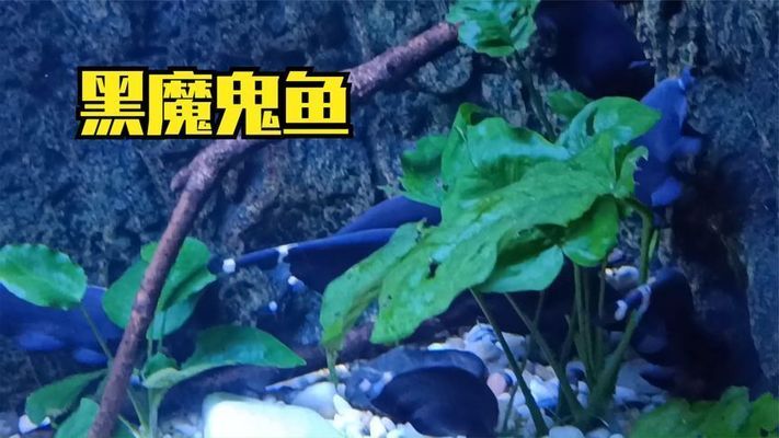 水族馆里面有啥鱼 水族馆百科（水族馆加盟） 第1张