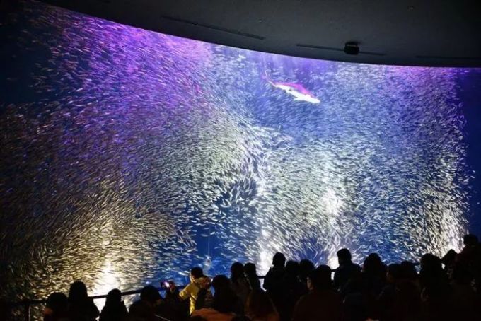 水族馆店名大全图片（水族馆店名大全图片展示多种独特的水族馆店名设计）