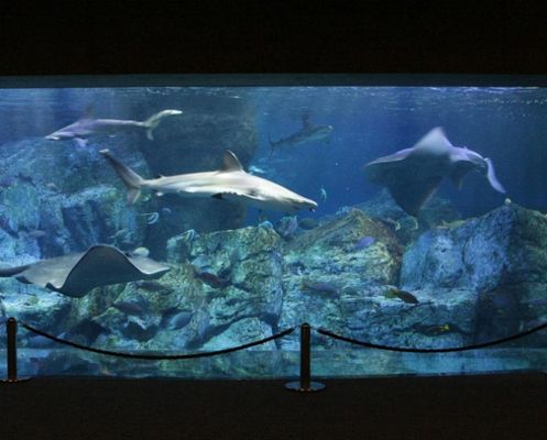 水族馆开店流程及费用标准表（一份详细的开店流程及费用标准表） 水族馆百科（水族馆加盟） 第5张