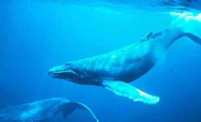 水族馆一般多少钱一平方米（水族馆的建设和运营成本） 水族馆百科（水族馆加盟） 第3张