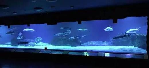 水族馆专业（水族馆专业介绍） 水族馆百科（水族馆加盟） 第4张