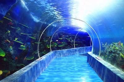 水族馆专业（水族馆专业介绍） 水族馆百科（水族馆加盟） 第3张