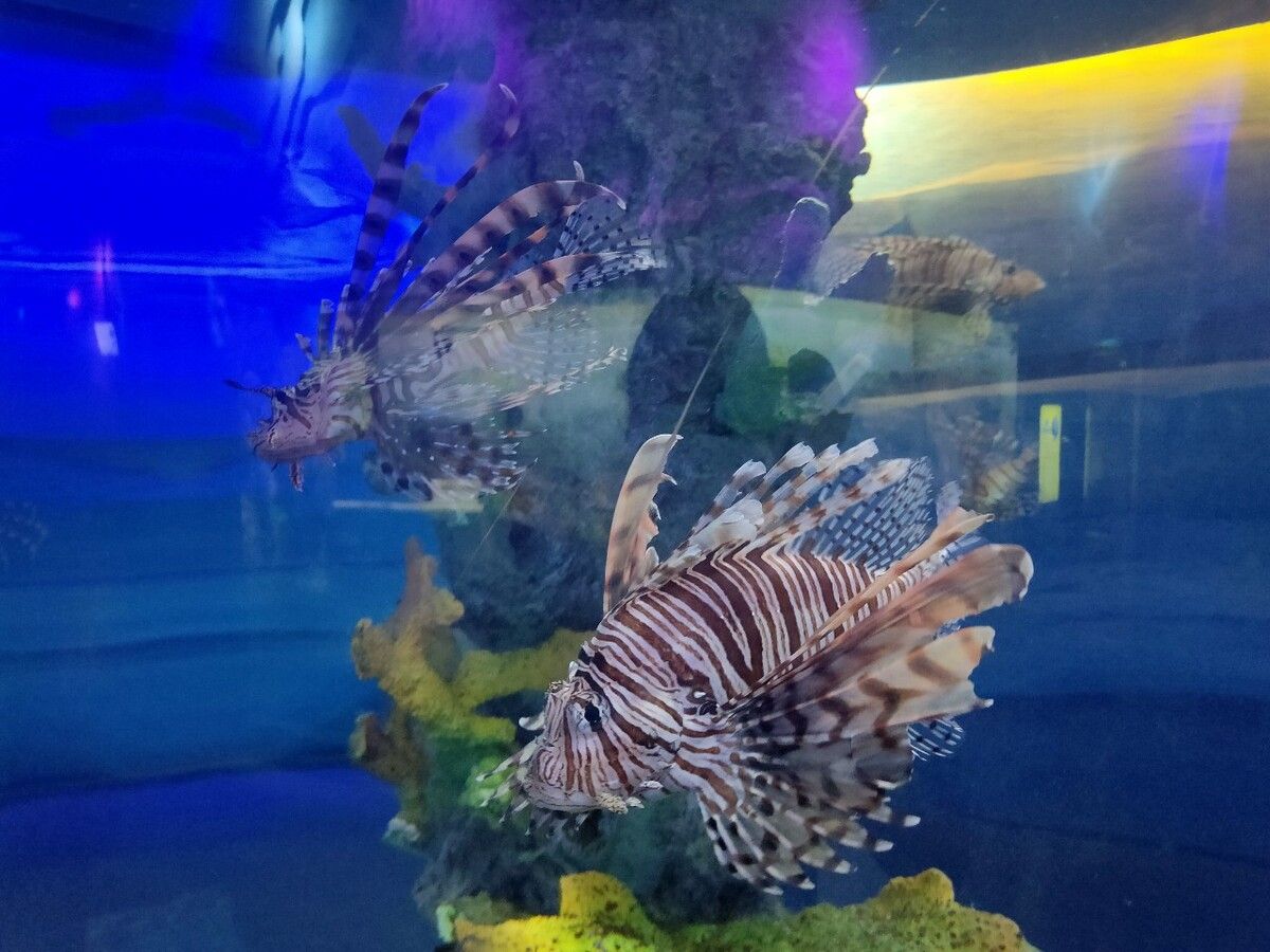 开家水族馆进货要求怎么写文案（开家水族馆进货要求） 水族馆百科（水族馆加盟） 第3张