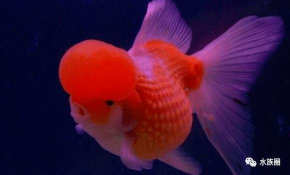 水族馆生意怎么样赚钱的（开一家水族馆的利润有多大？） 水族馆百科（水族馆加盟） 第4张