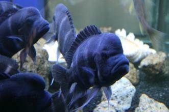 开家水族馆挣钱吗现在怎么样了（开家水族馆是否赚钱） 水族馆百科（水族馆加盟） 第5张