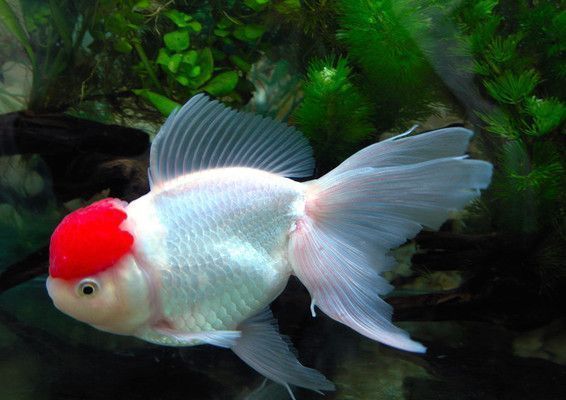 开一家水族馆的成本是多少（开一家小型水族馆的成本可能在几万美元到几十万美元之间） 水族馆百科（水族馆加盟） 第4张