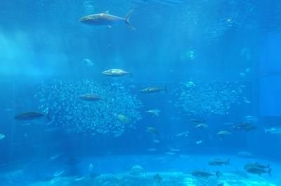 水族馆摆设（水族馆主题展览策划） 水族馆百科（水族馆加盟） 第3张