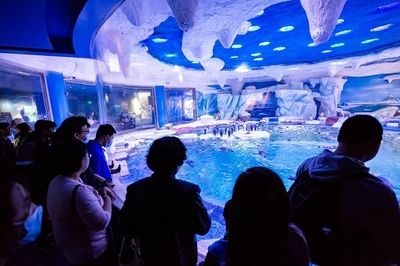 上海海洋水族馆好玩吗值得去吗（上海海洋水族馆亲子活动安排） 水族馆百科（水族馆加盟） 第1张