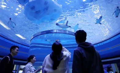 上海海洋水族馆好玩吗值得去吗（上海海洋水族馆亲子活动安排） 水族馆百科（水族馆加盟） 第2张