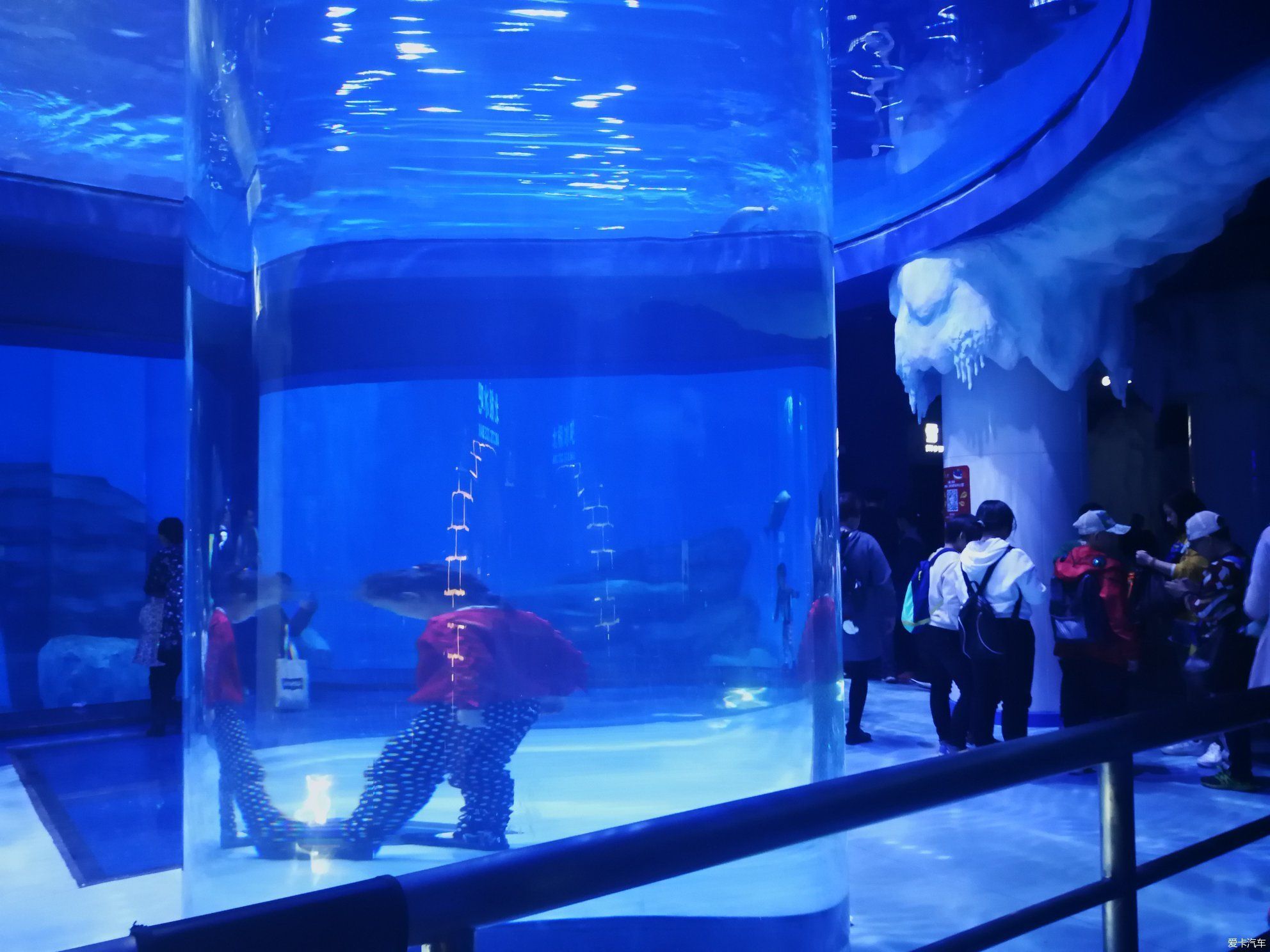 上海海洋水族馆好玩吗值得去吗（上海海洋水族馆亲子活动安排） 水族馆百科（水族馆加盟） 第5张